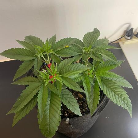 Biscotti Zamnesia