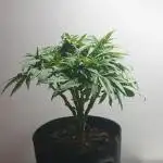 Super Boof Zamnesia