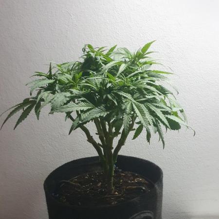Super Boof Zamnesia