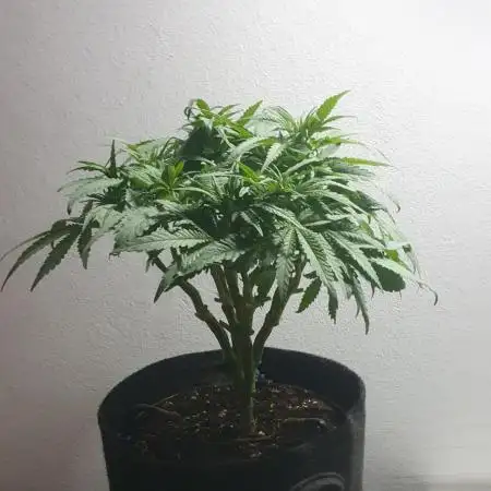 Super Boof Zamnesia