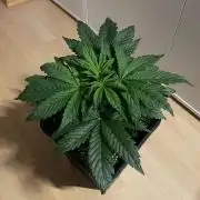 Tropicana Cookies Auto Zamnesia