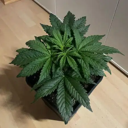 Tropicana Cookies Auto Zamnesia