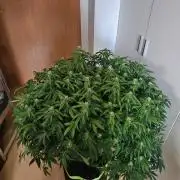 Lemon Cherry Gelato Auto Zamnesia