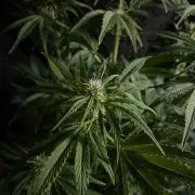 Permanent Marker Autoseeds