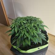 The gassy one SuperSativaSeedClub