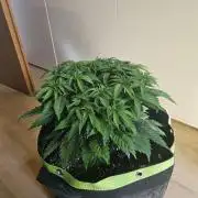 The gassy one SuperSativaSeedClub