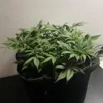 Diablo Delights XL Auto Sweetseeds
