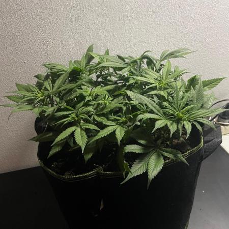 Diablo Delights XL Auto Sweetseeds