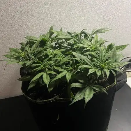 Diablo Delights XL Auto Sweetseeds