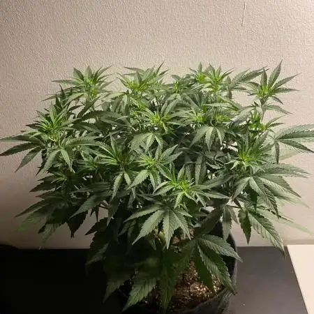 Biscotti Zamnesia