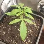 Black Runtz Weedseedsexpress