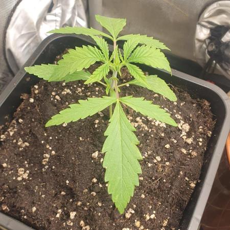 Black Runtz Weedseedsexpress
