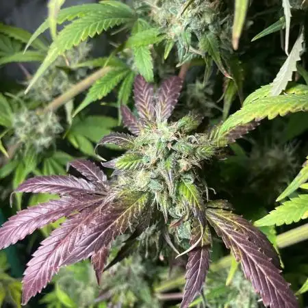 Monster Maker Sweet Seeds