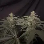 Black Diamond Zamnesia