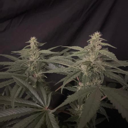 Black Diamond Zamnesia