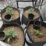 Auto grow