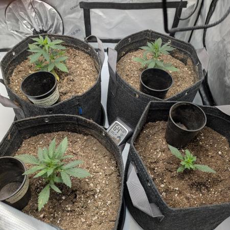 Auto grow
