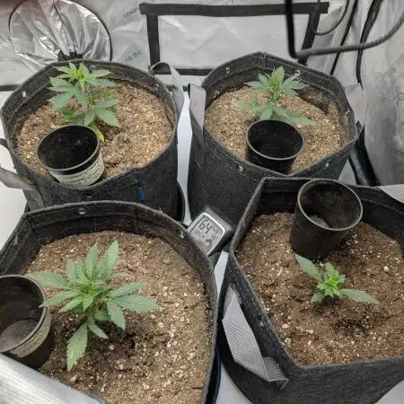 Auto grow