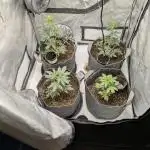 Auto grow