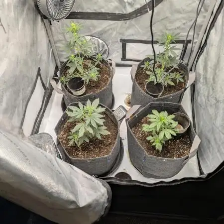 Auto grow