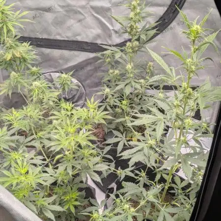 Auto grow