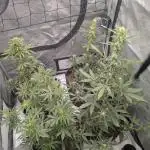 Auto grow