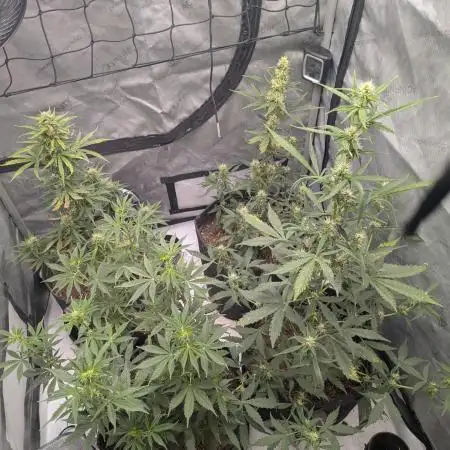 Auto grow