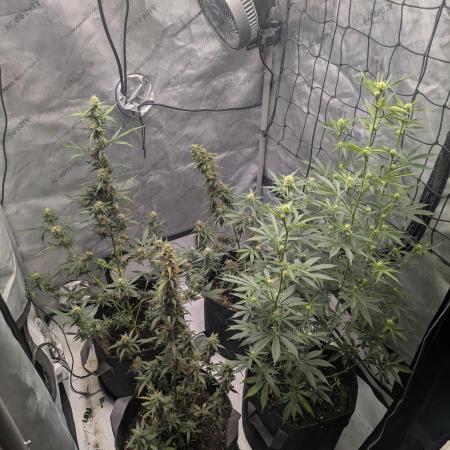 Auto grow