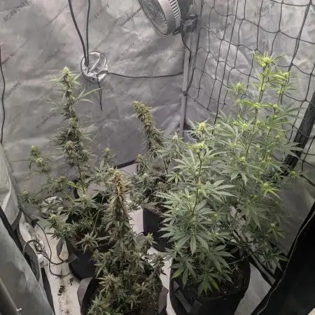 Auto grow