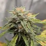 Auto grow