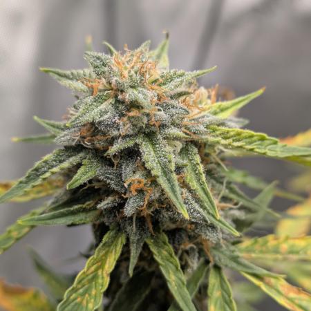 Auto grow