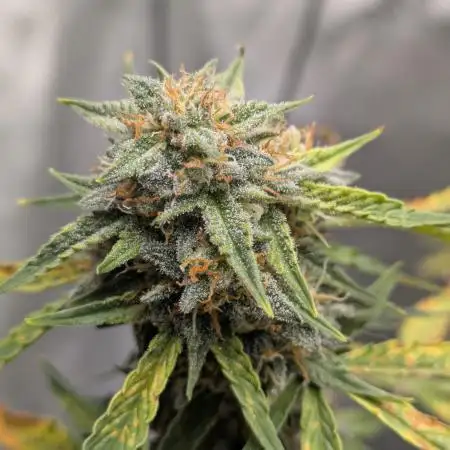 Auto grow