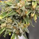 Auto grow