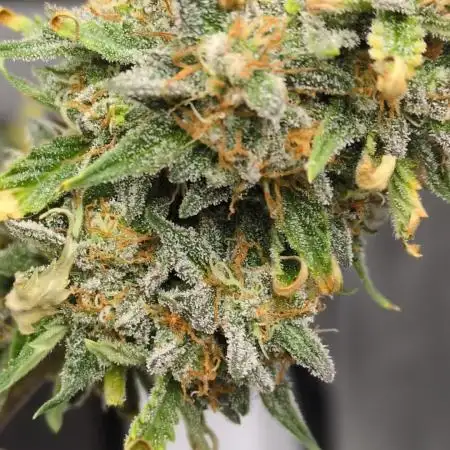Auto grow
