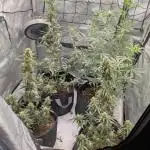 Auto grow