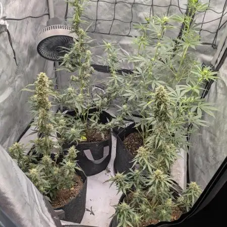 Auto grow