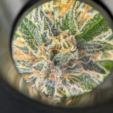 Auto grow