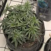 F.L.C by greenhouse seed Co.