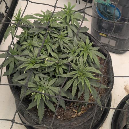 F.L.C by greenhouse seed Co.