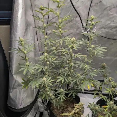 Auto grow