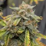 Auto grow