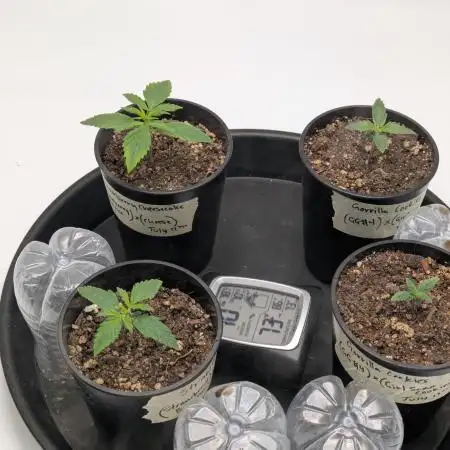 Auto grow