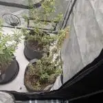 Auto grow