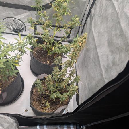 Auto grow