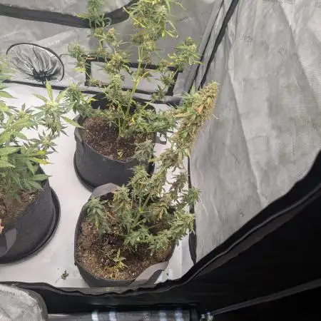 Auto grow