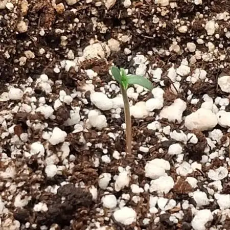 Auto Kryptonite - Pyramid Seeds (Indoor)
