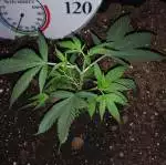 First Grow