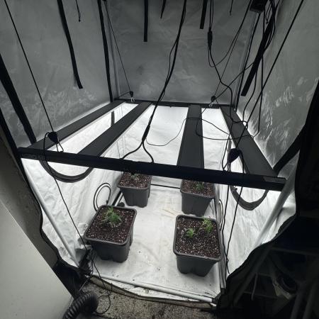 Multistrain grow 100x100