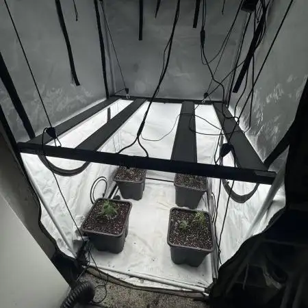 Multistrain grow 100x100
