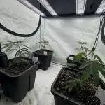 Multistrain grow 100x100